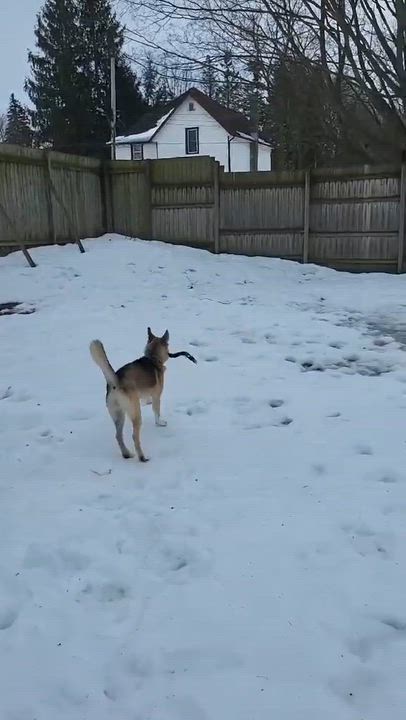 Enlarge Winnie, a ADOPTABLE mixed breed in Toronto, ON video 1/4