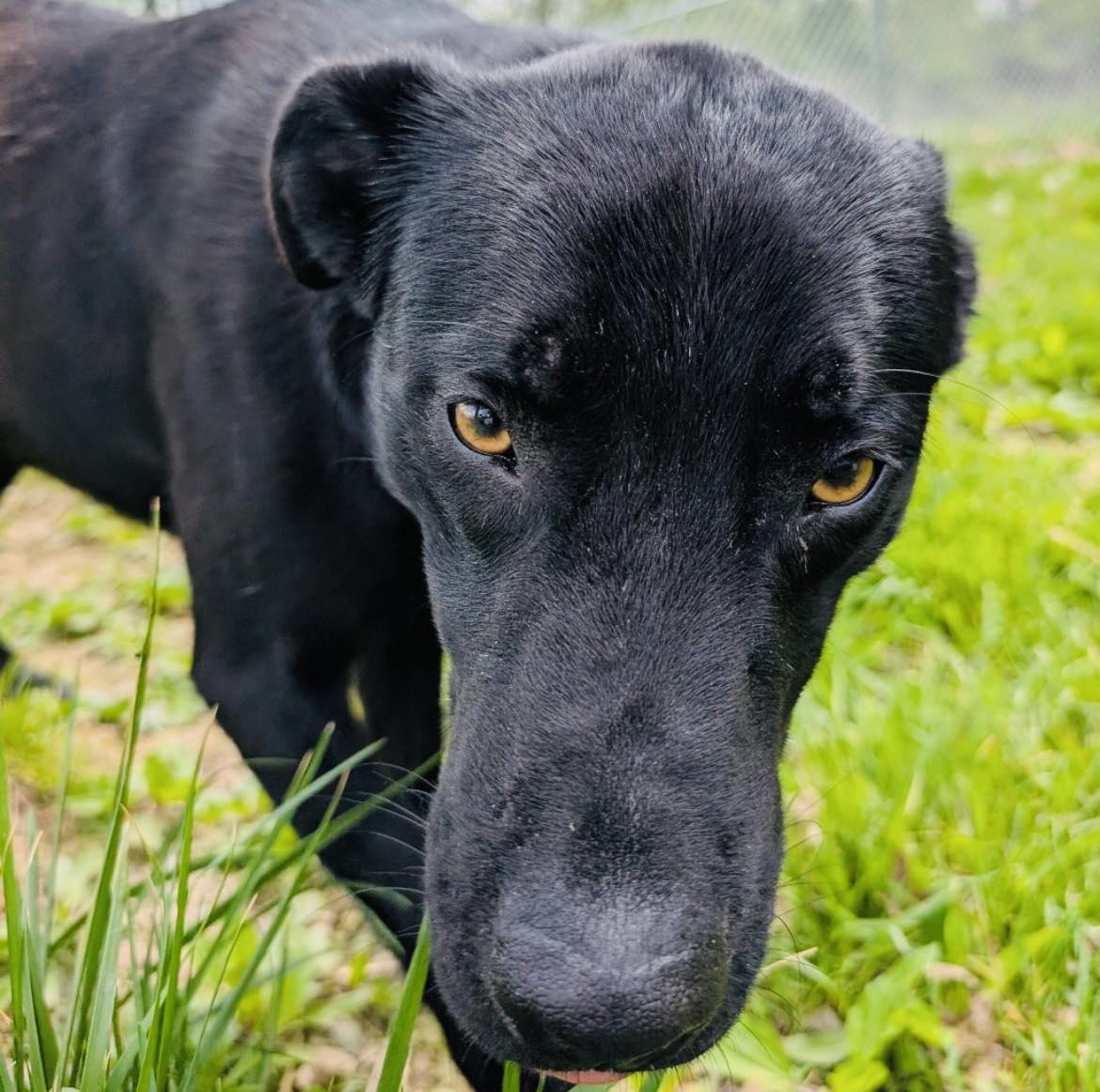 Jersey, an adopted mixed breed in Sulphur, KY image 4/6