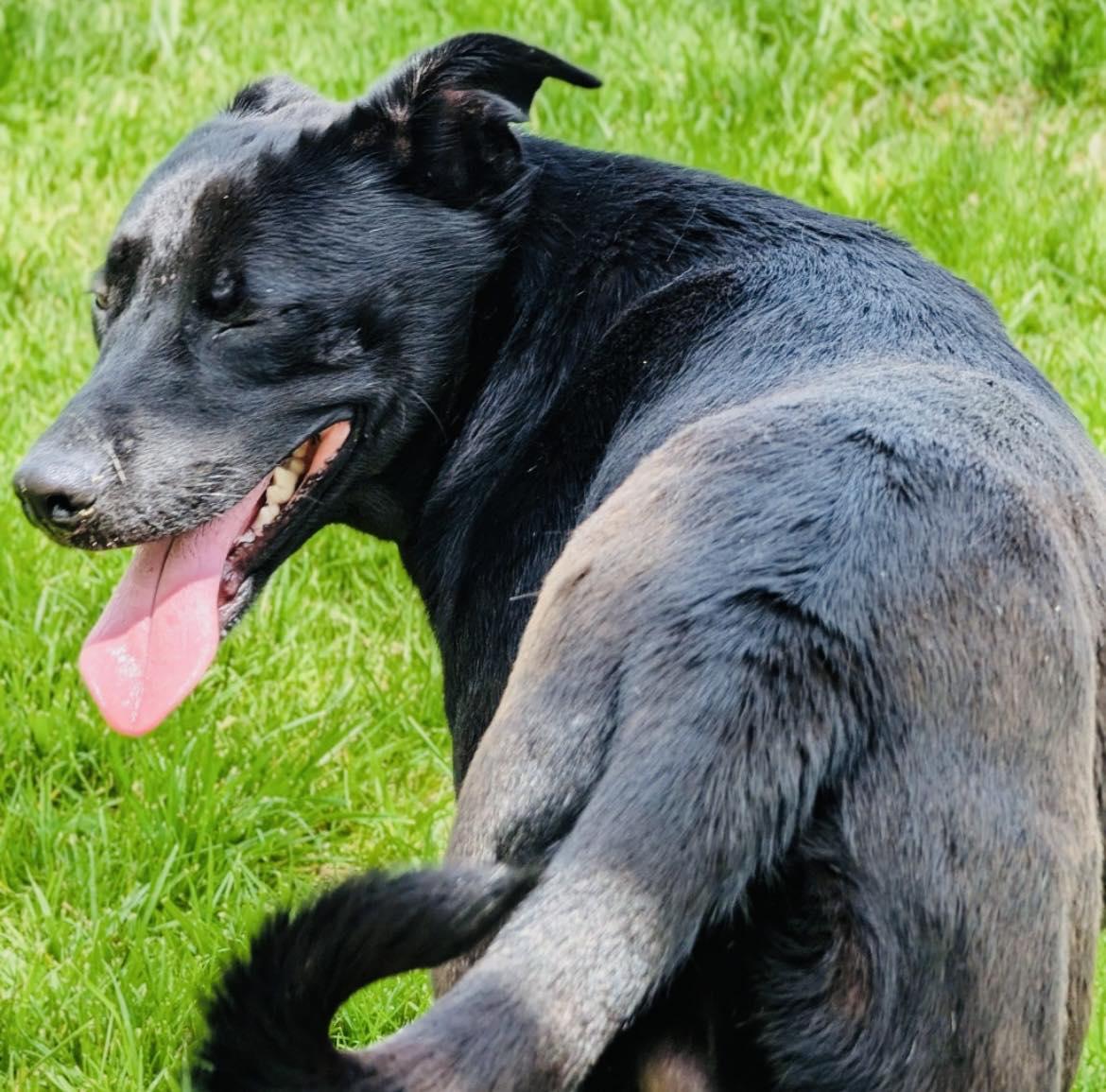 Jersey, an adopted mixed breed in Sulphur, KY image 5/6