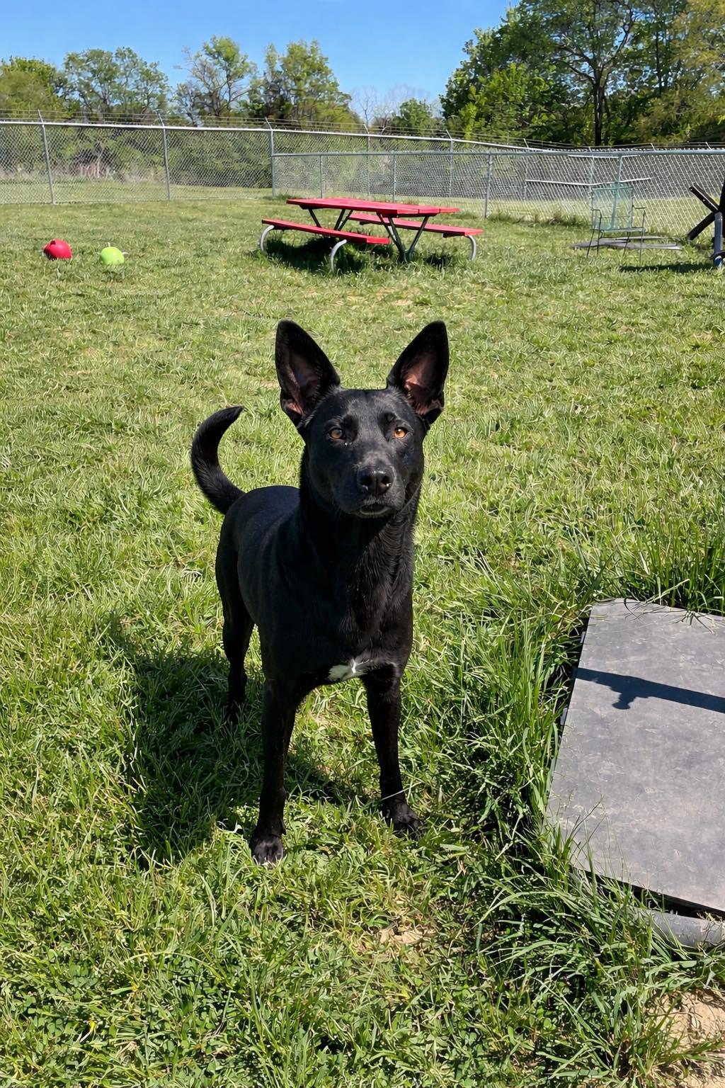 Jersey, an adopted mixed breed in Sulphur, KY image 3/6