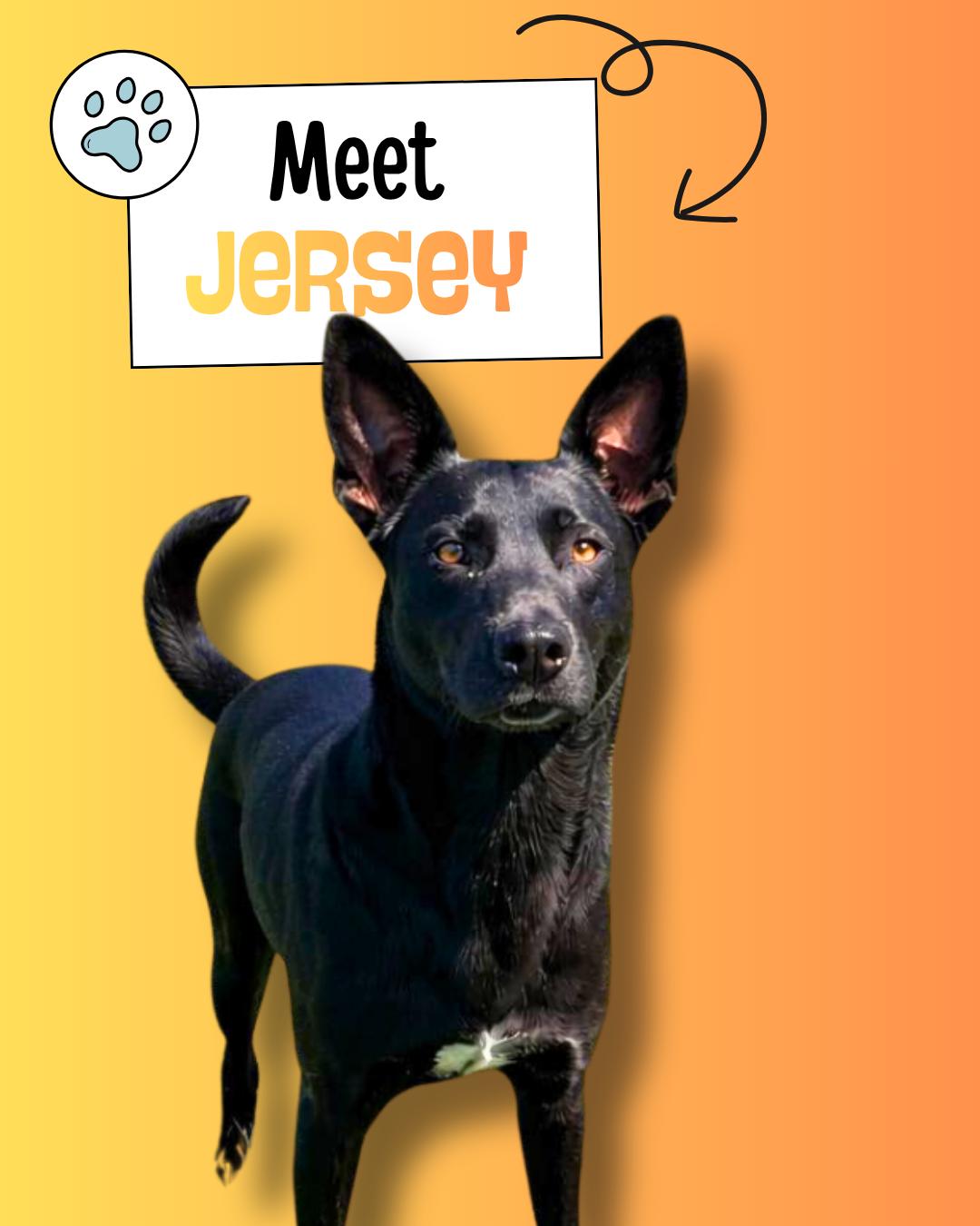 Jersey, adopted, Young Male Black Labrador Retriever & German Shepherd Dog.
