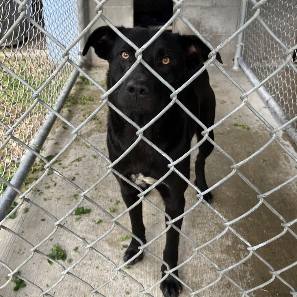 Jersey, an adopted mixed breed in Sulphur, KY image 6/6