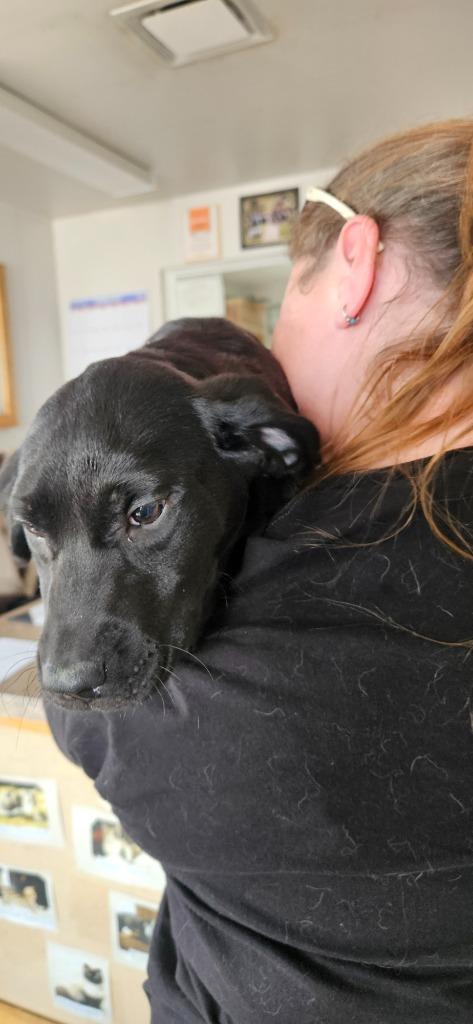 Monday, Adoptable, Puppy Female Labrador Retriever & Pit Bull Terrier.