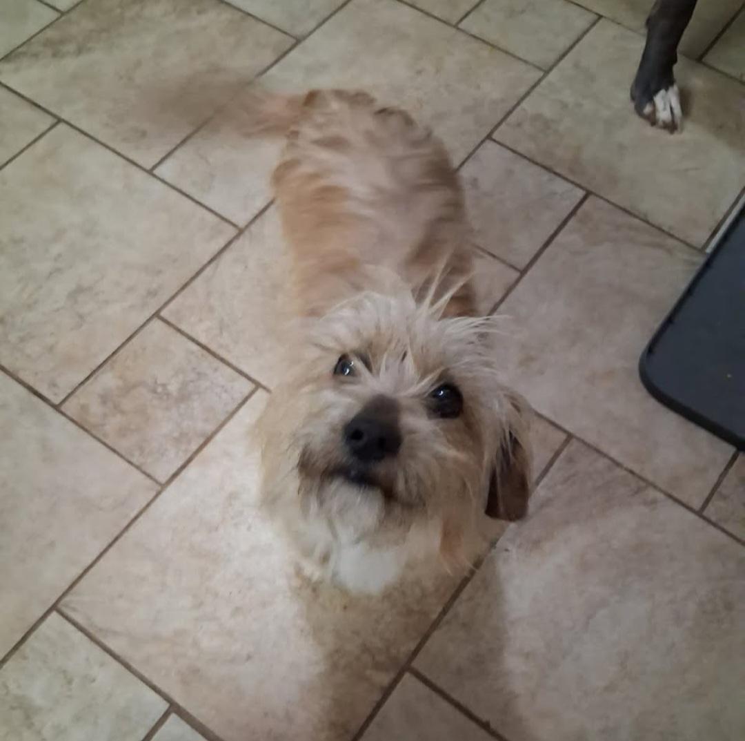 Burt, Adoptable, Young Male Norwich Terrier.