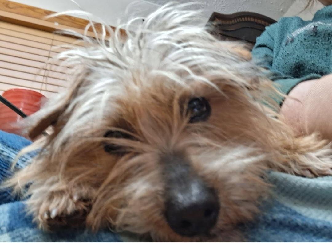 Enlarge Burt, a Adoptable mixed breed in Knoxville, TN image 2/6