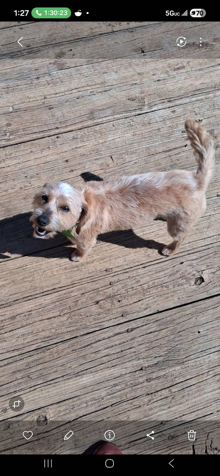 Enlarge Burt, a Adoptable mixed breed in Knoxville, TN image 3/6