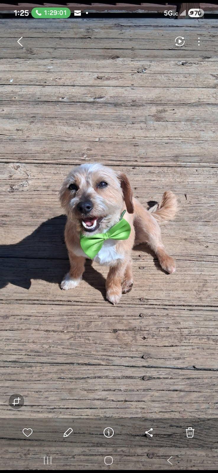 Enlarge Burt, a Adoptable mixed breed in Knoxville, TN image 4/6