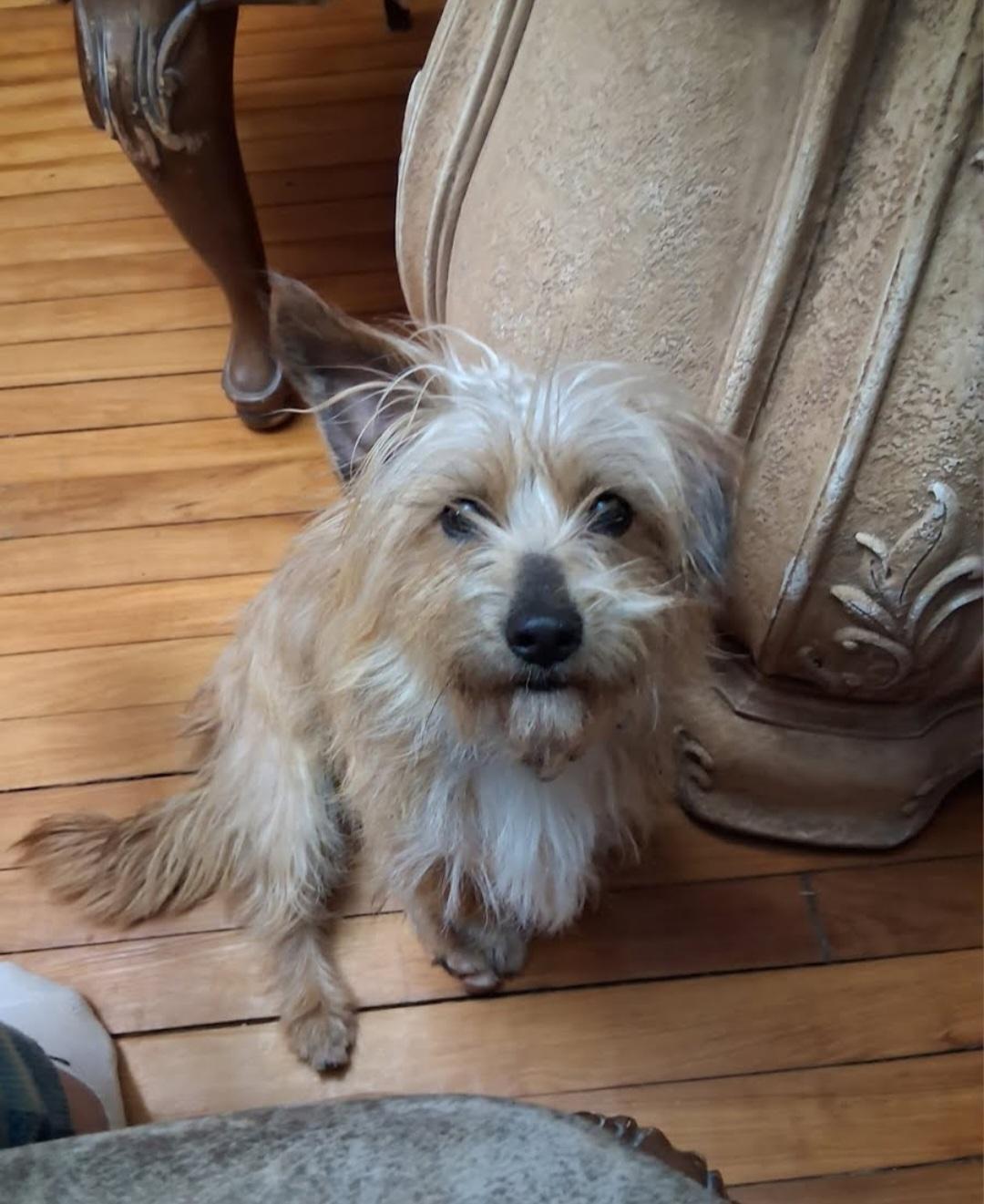 Enlarge Burt, a Adoptable mixed breed in Knoxville, TN image 5/6