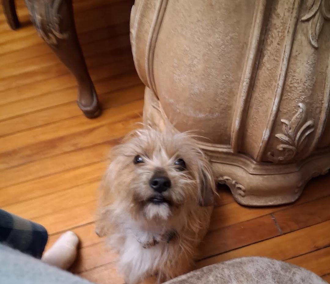 Enlarge Burt, a Adoptable mixed breed in Knoxville, TN image 6/6