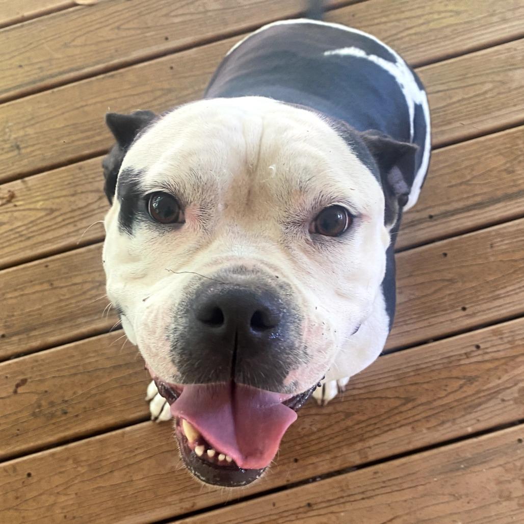 Maisie FKA Princess, Adoptable, Adult Female Pit Bull Terrier.