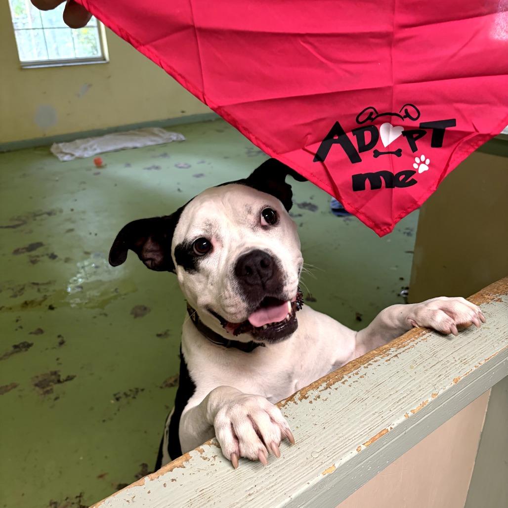 Maisie FKA Princess, a Adoptable Pit Bull Terrier in Melrose, FL image 2/5