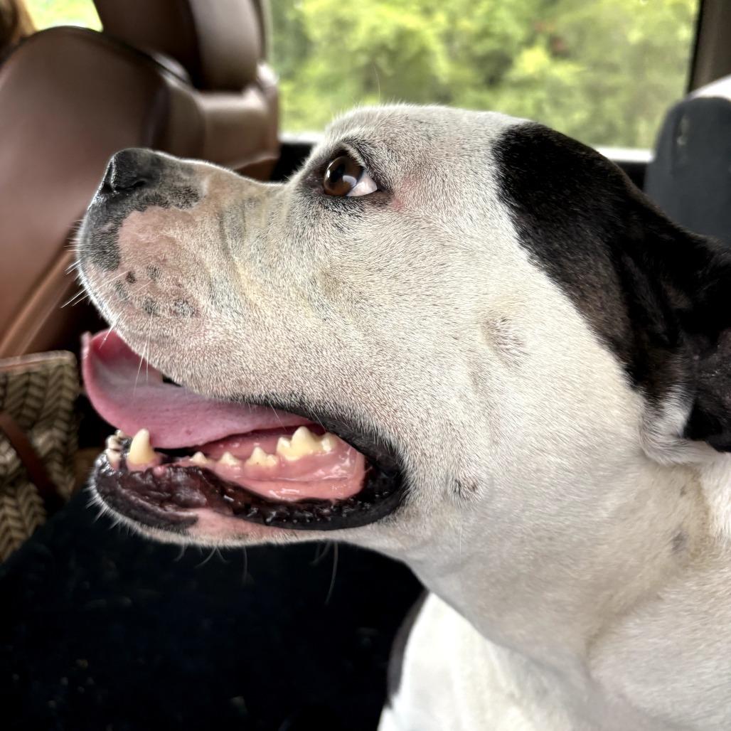 Enlarge Maisie FKA Princess, a Adoptable Pit Bull Terrier in Melrose, FL image 2/3