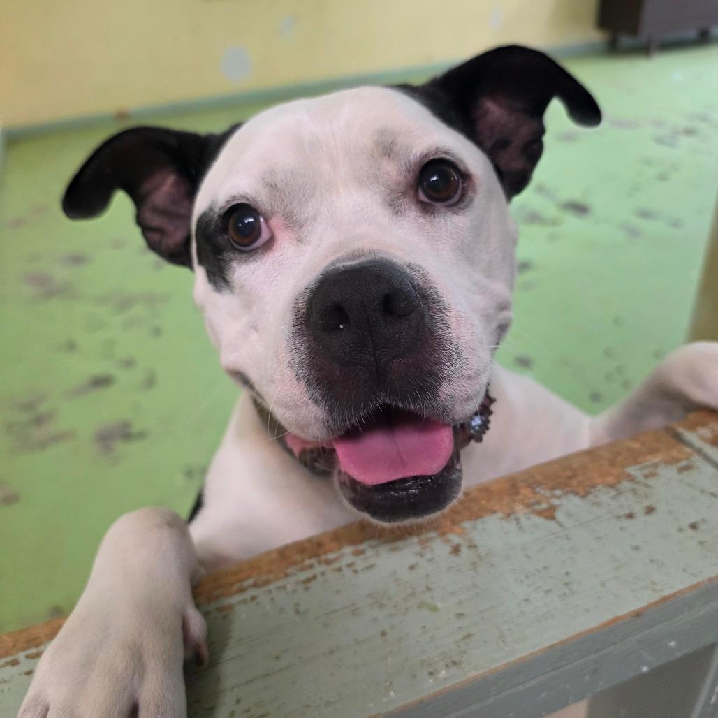 Maisie FKA Princess, a Adoptable Pit Bull Terrier in Melrose, FL image 4/5