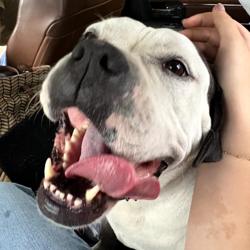 Enlarge Maisie FKA Princess, a Adoptable Pit Bull Terrier in Melrose, FL image 3/3