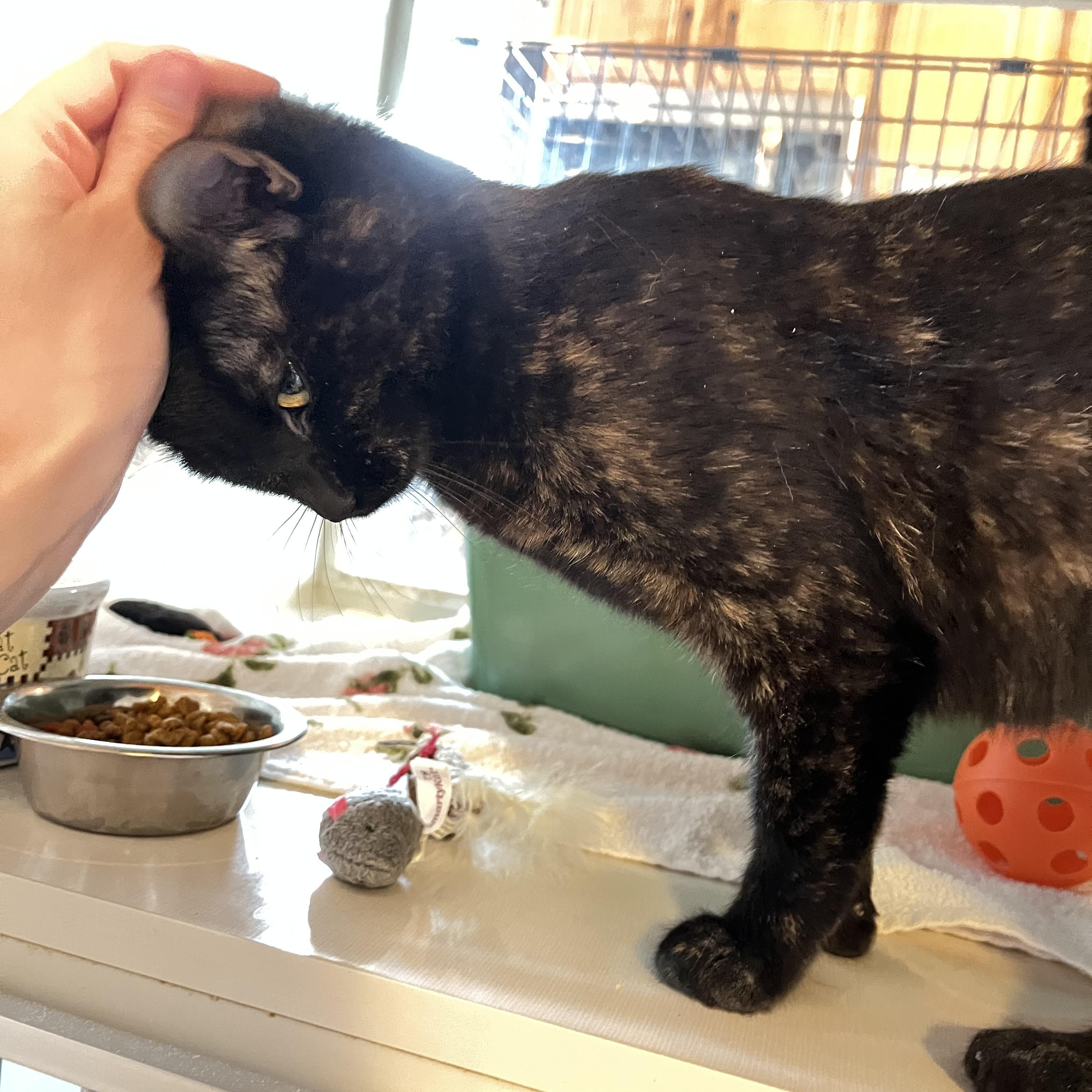 Pixy Stix, a ADOPTABLE Torbie in Salisbury, MA image 3/6