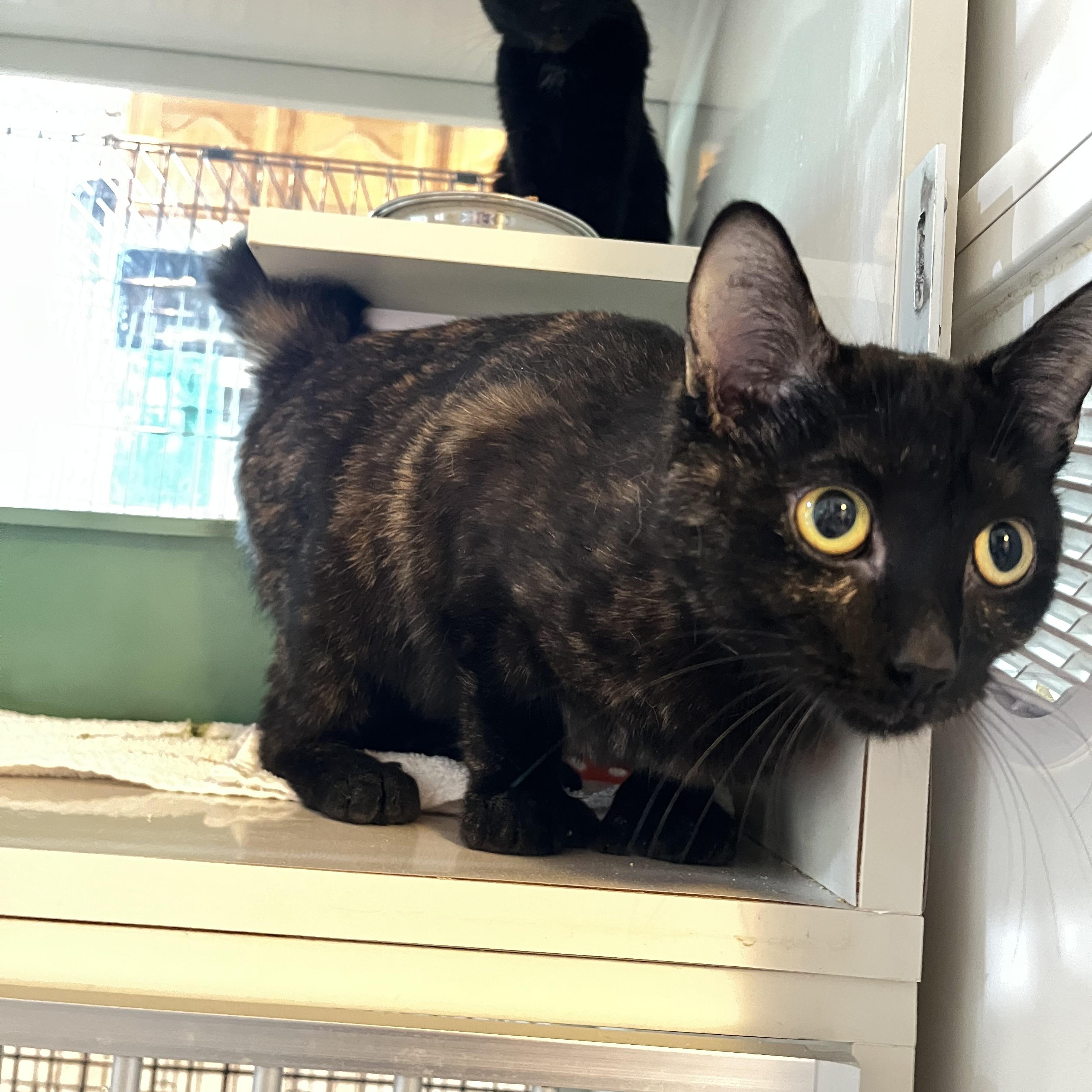 Pixy Stix, a ADOPTABLE Torbie in Salisbury, MA image 5/6