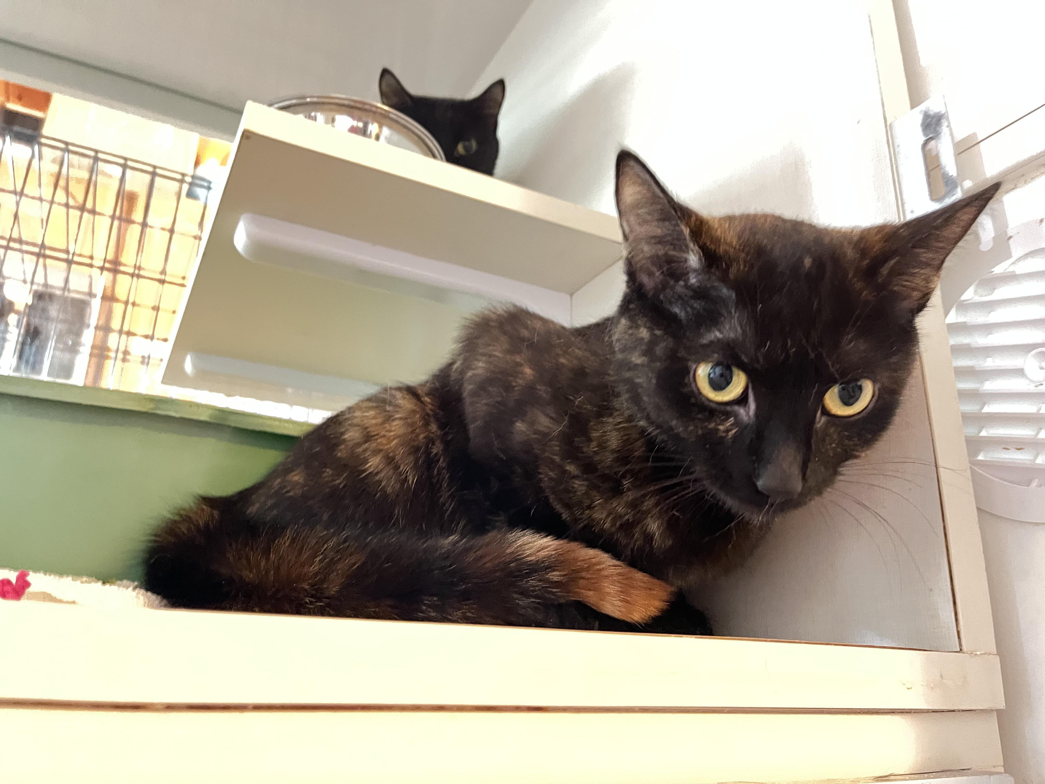 Pixy Stix, a ADOPTABLE Torbie in Salisbury, MA image 4/6