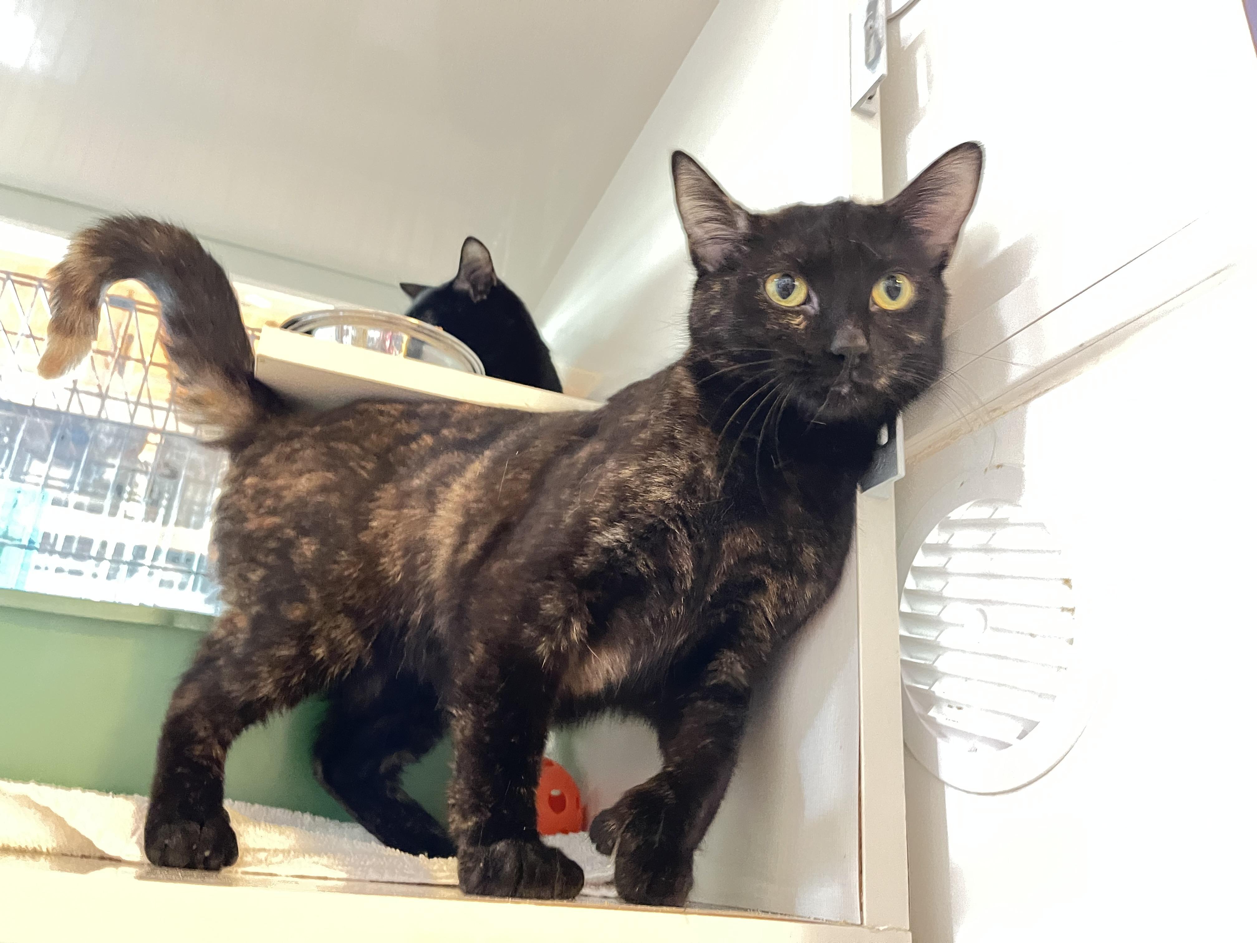 Pixy Stix, a ADOPTABLE Torbie in Salisbury, MA image 2/6