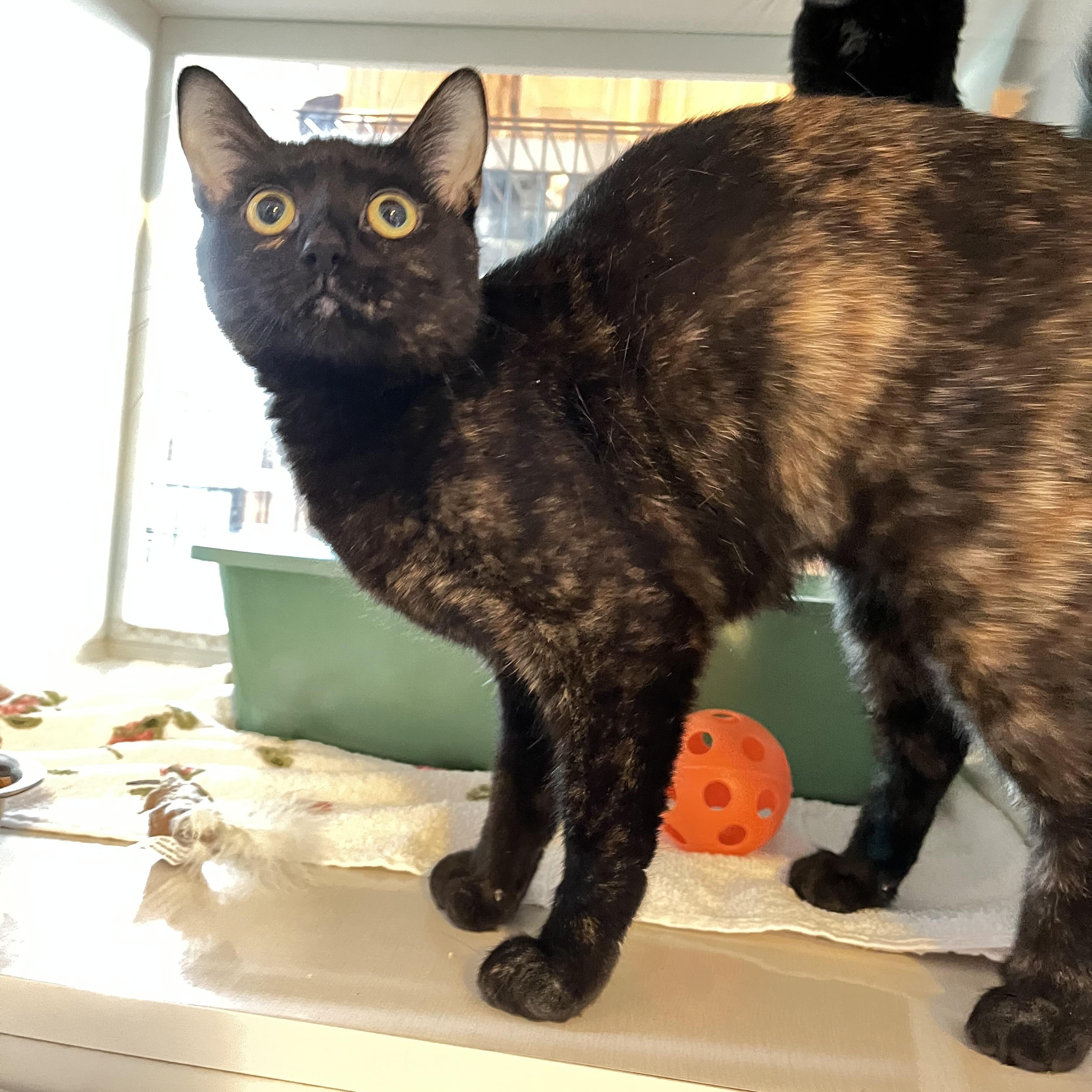 Pixy Stix, a ADOPTABLE Torbie in Salisbury, MA image 6/6