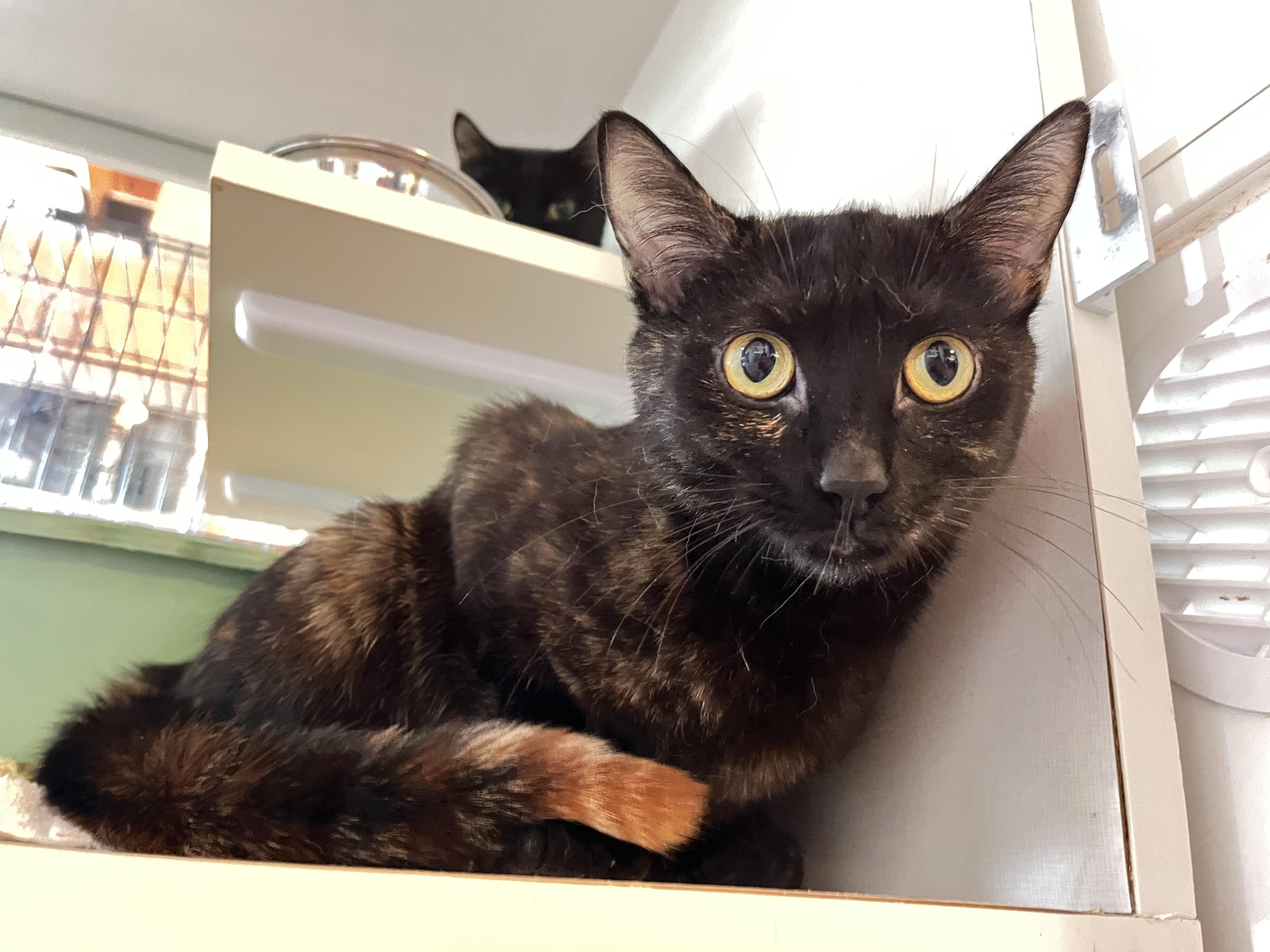 Pixy Stix, a ADOPTABLE Torbie in Salisbury, MA image 1/6