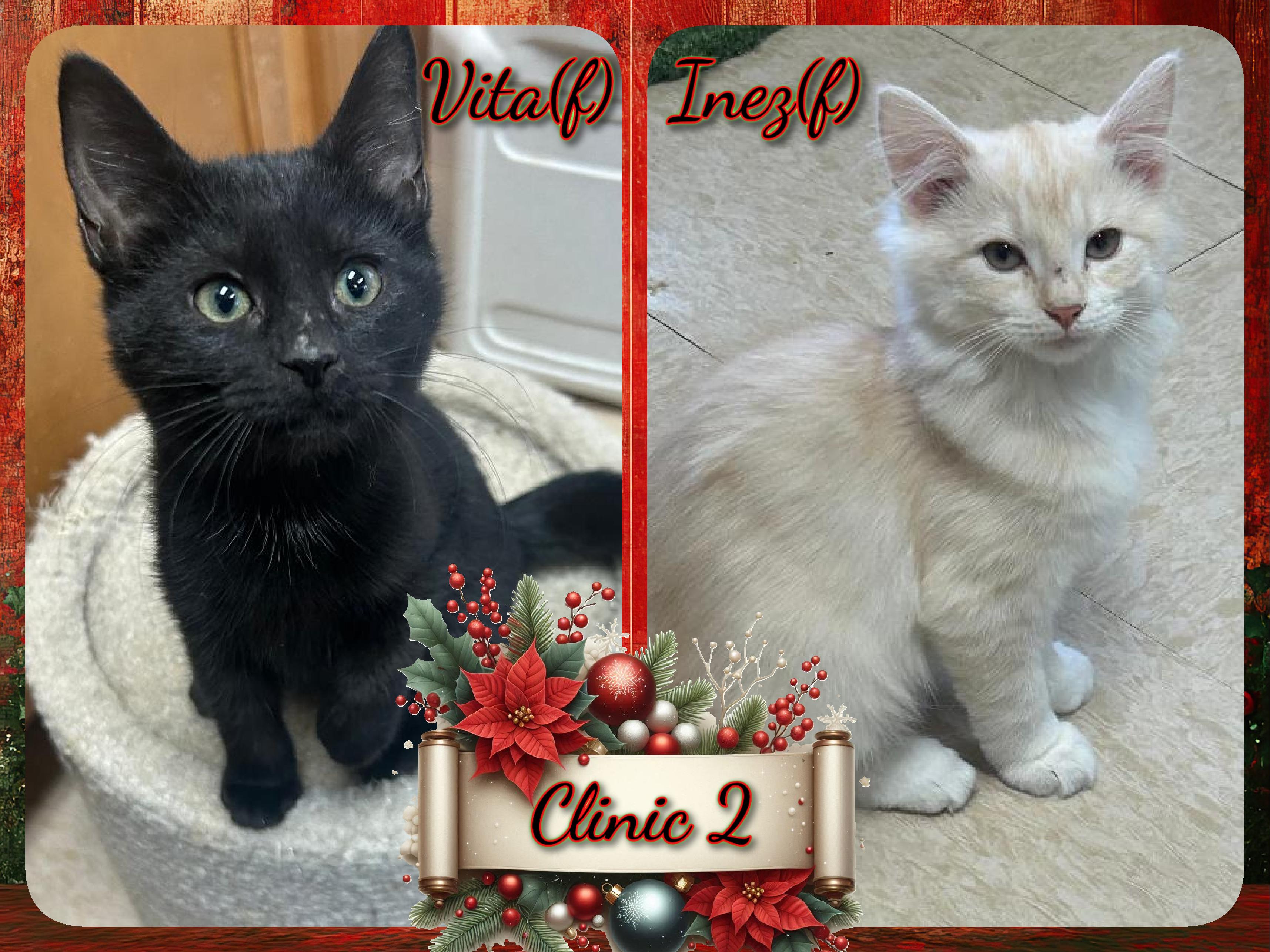 Clinic 2, ADOPTABLE, Kitten Female Domestic Medium Hair.