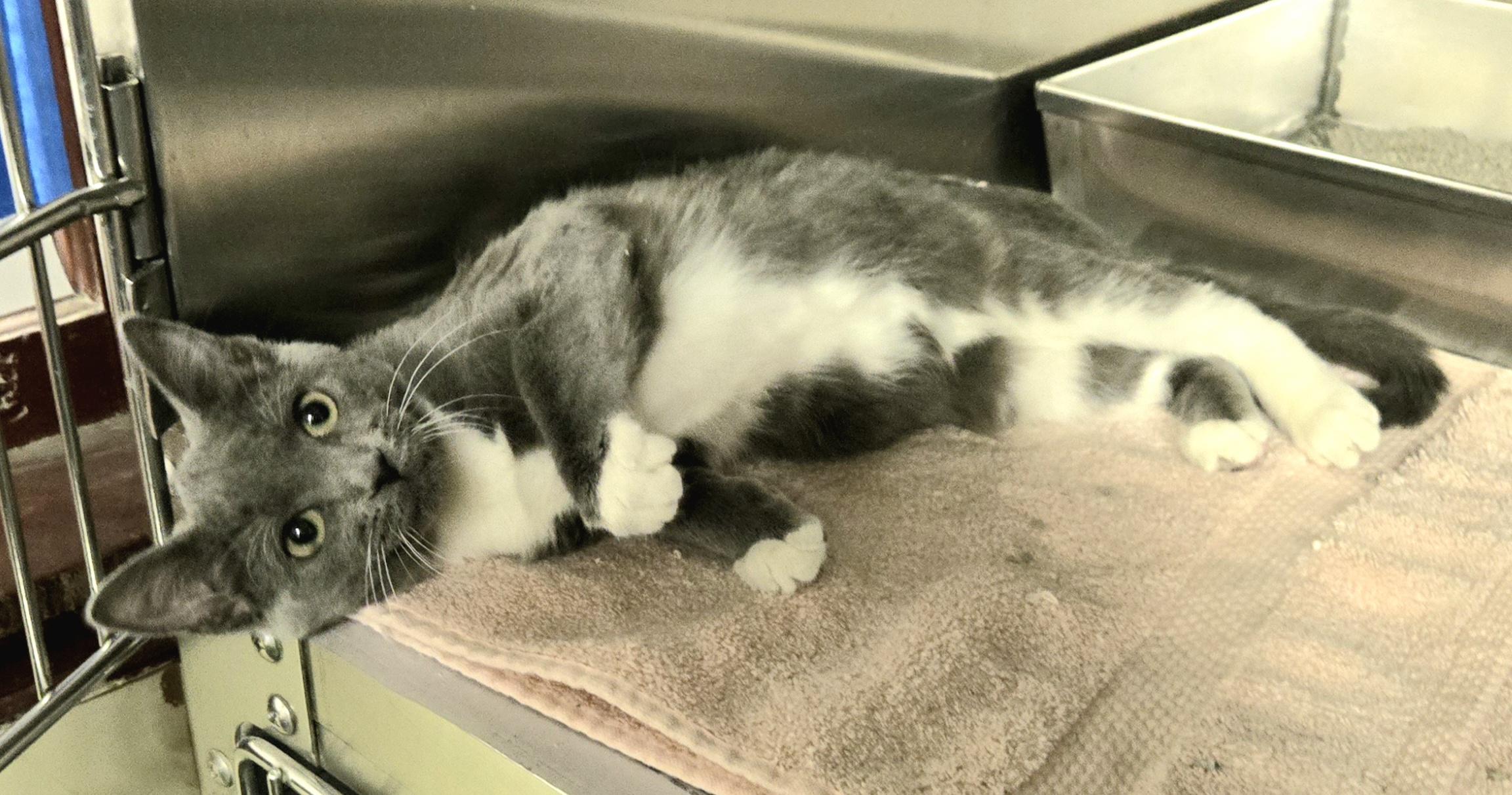 Enlarge Gracie, an adopted Domestic Short Hair in Arlington Heights, IL image 2/4