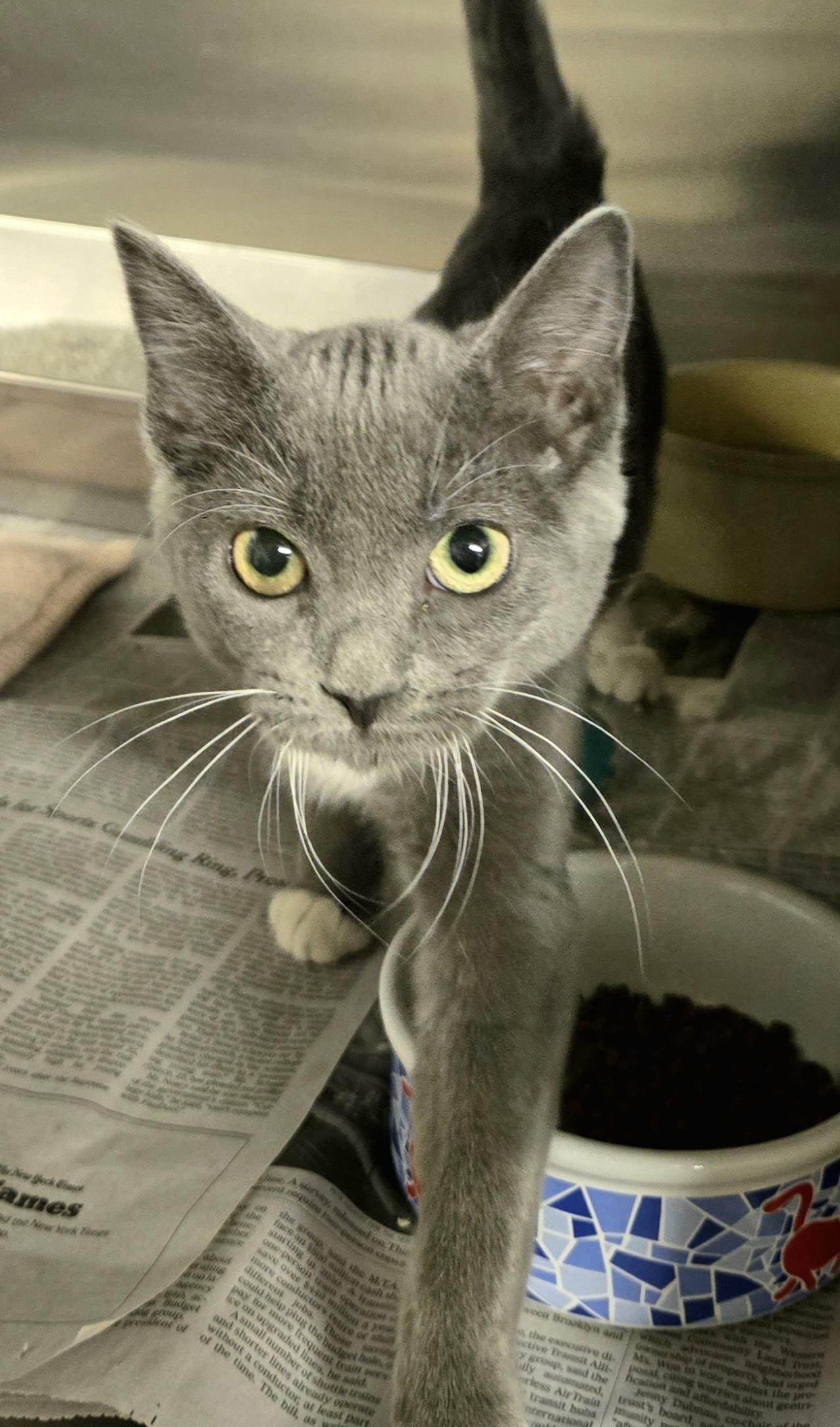 Enlarge Gracie, an adopted Domestic Short Hair in Arlington Heights, IL image 4/4