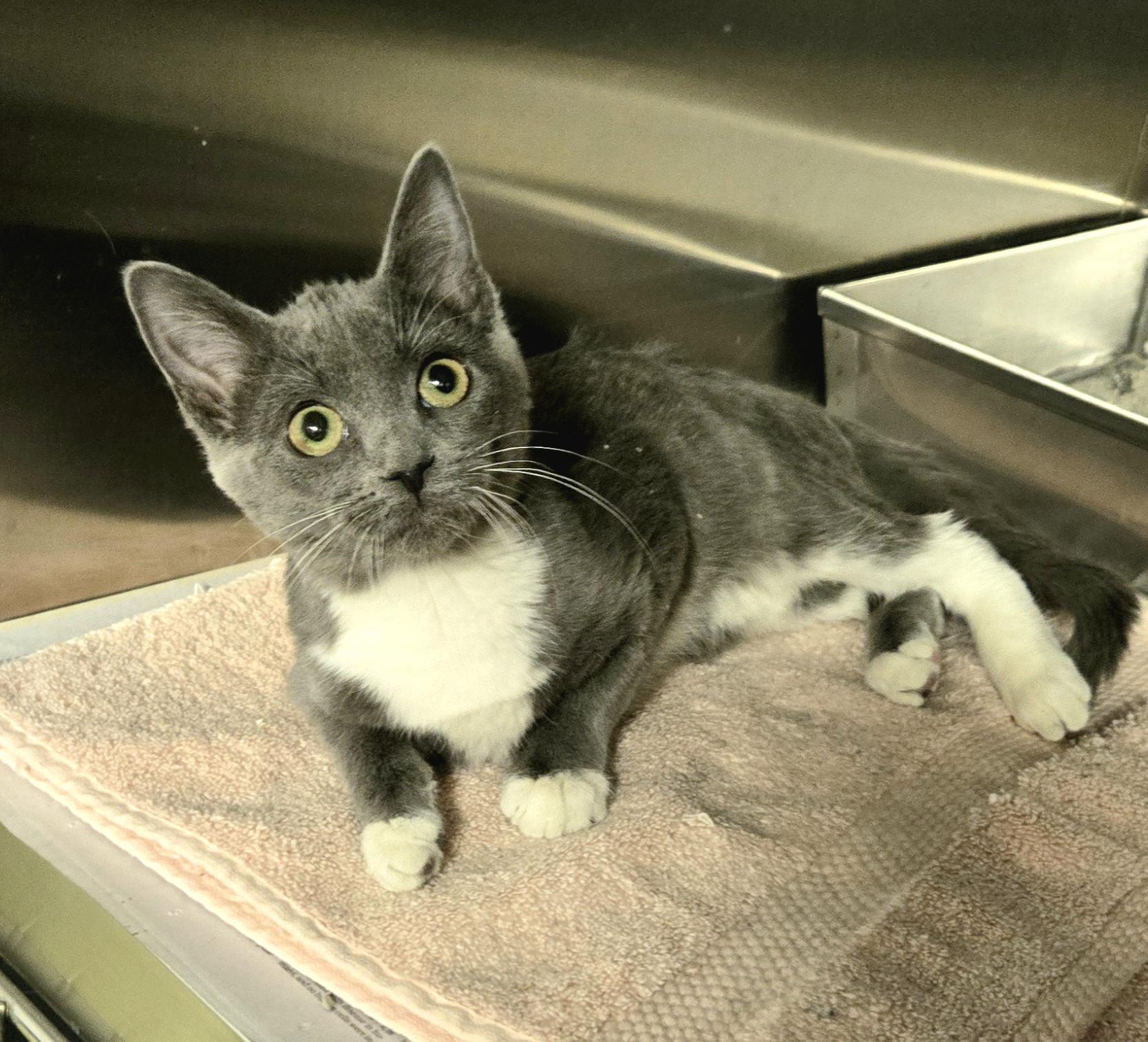 Enlarge Gracie, an adopted Domestic Short Hair in Arlington Heights, IL image 3/4