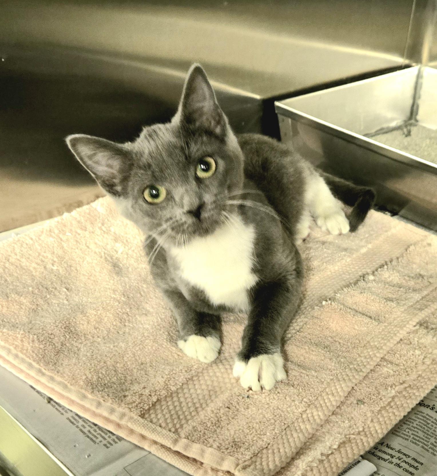 Enlarge Gracie, an adopted Domestic Short Hair in Arlington Heights, IL image 1/4