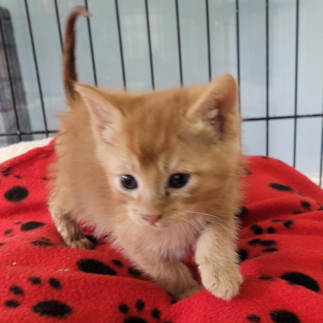 Enlarge Damon, a Adoptable Domestic Short Hair in Clarksdale, MS image 1/1