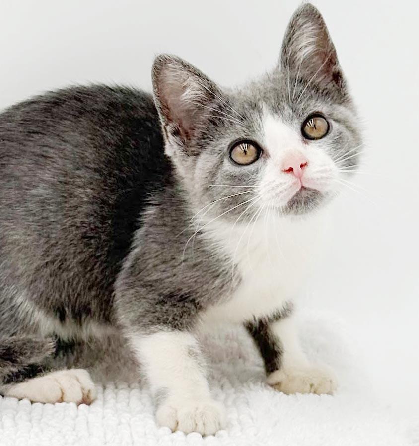 Enlarge Gina is a real life gem - Such a living doll, a Adoptable mixed breed in Bedford Hills, NY image 2/6