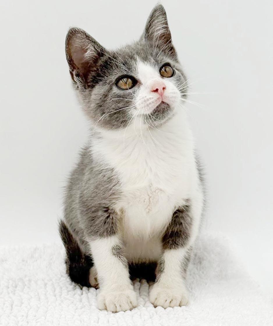 Enlarge Gina is a real life gem - Such a living doll, a Adoptable mixed breed in Bedford Hills, NY image 3/6