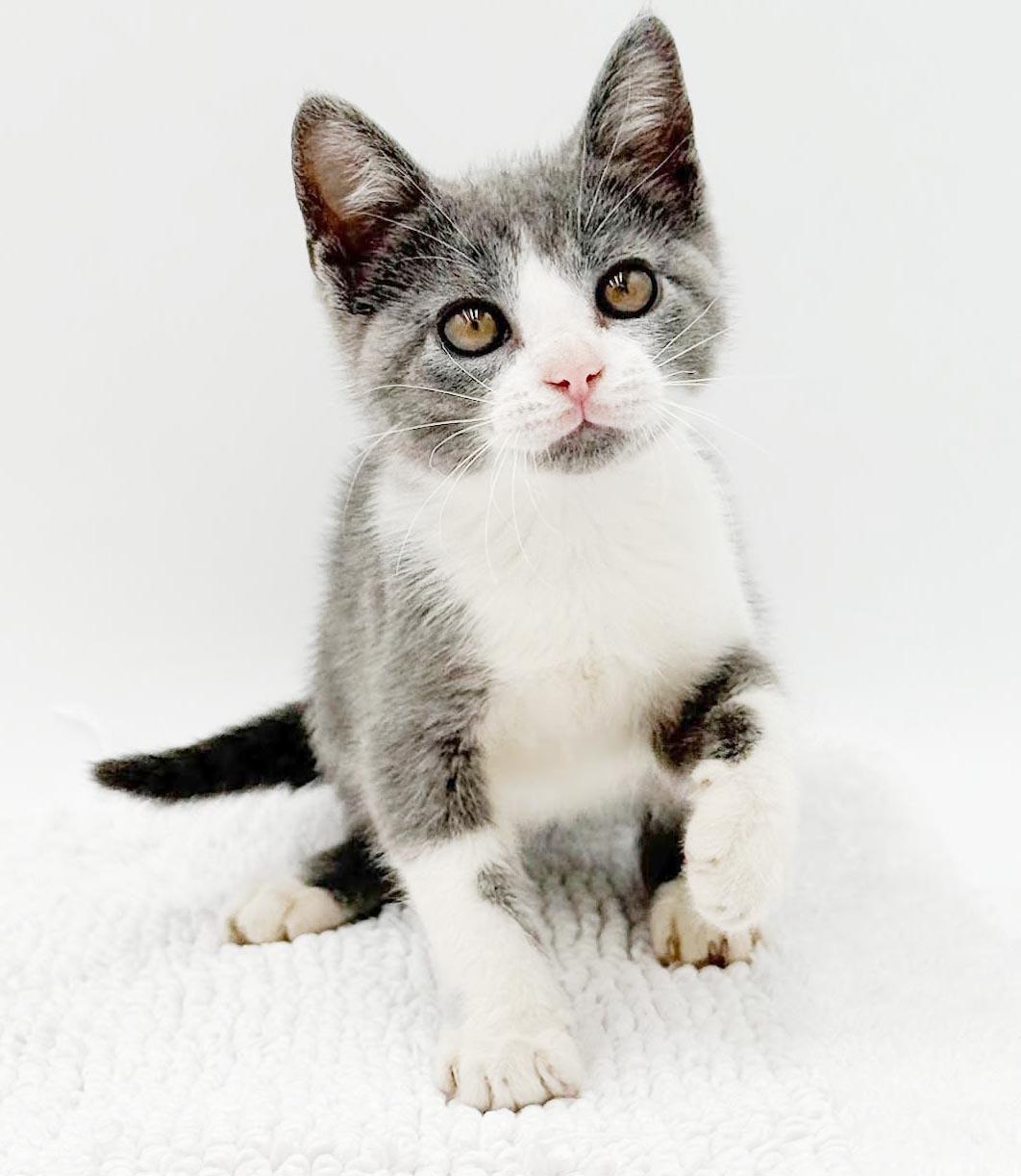 Enlarge Gina is a real life gem - Such a living doll, a Adoptable mixed breed in Bedford Hills, NY image 5/6