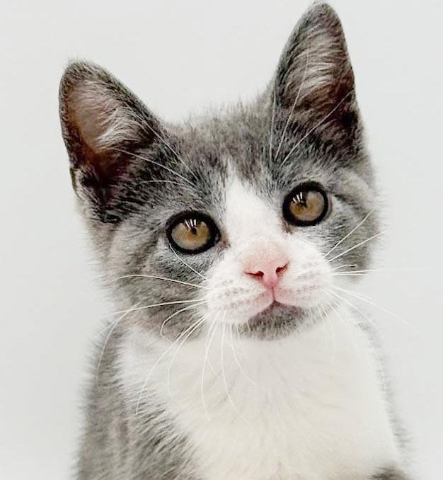 Gina is a real life gem - Such a living doll, Adoptable, Kitten Female Turkish Van & Russian Blue.