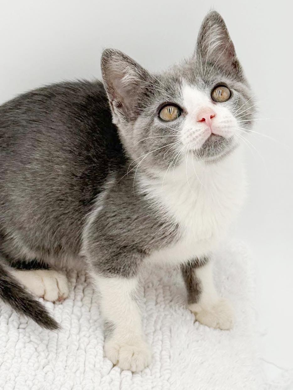 Enlarge Gina is a real life gem - Such a living doll, a Adoptable mixed breed in Bedford Hills, NY image 4/6