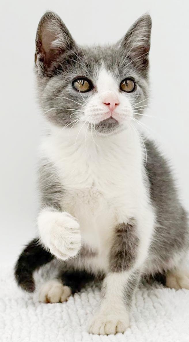Enlarge Gina is a real life gem - Such a living doll, a Adoptable mixed breed in Bedford Hills, NY image 6/6