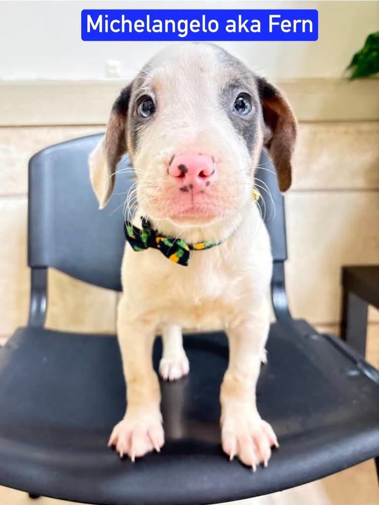 Enlarge ML Michelangelo aka Fern, a Adoptable mixed breed in Warrenton, MO image 1/1