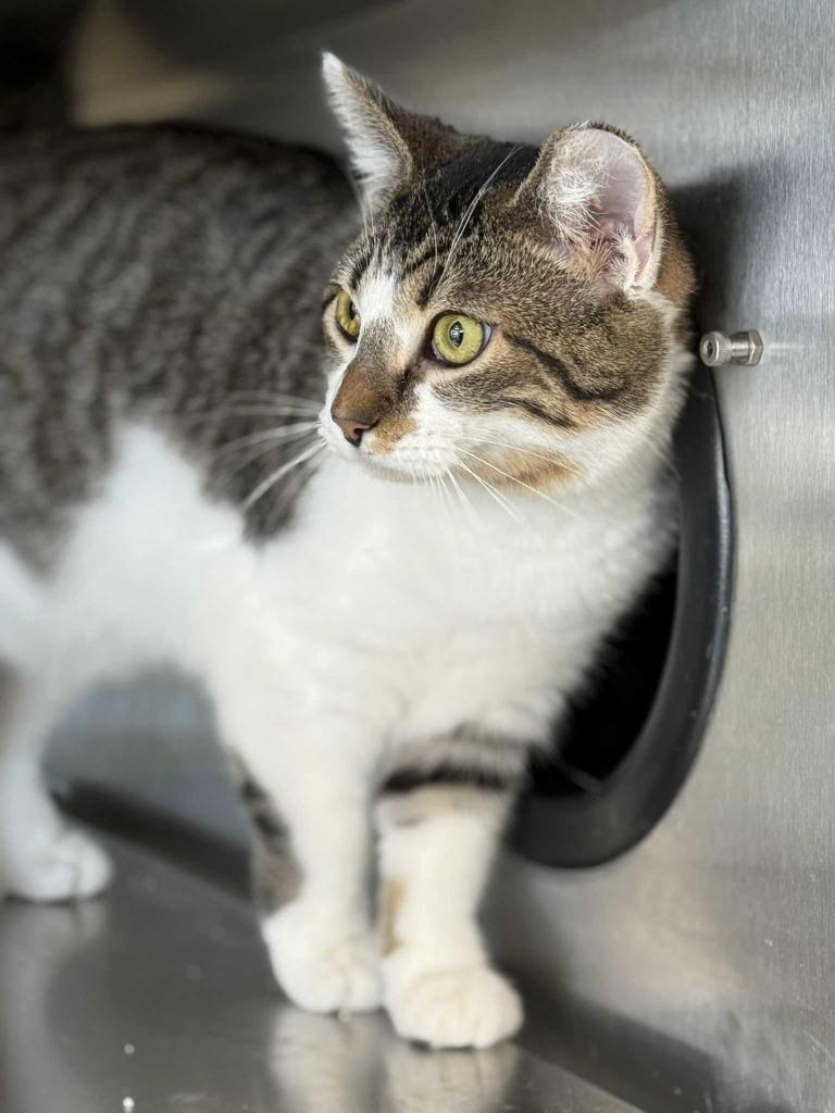 Trill, Adoptable, Kitten Female Domestic Short Hair.