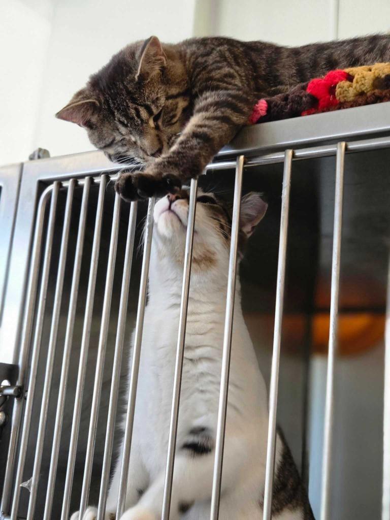 Enlarge Trill, a Adoptable mixed breed in New Kensington, PA image 2/3