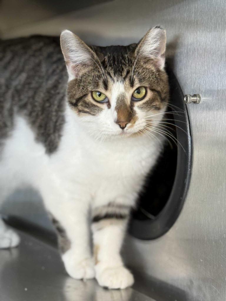 Enlarge Trill, a Adoptable mixed breed in New Kensington, PA image 3/3