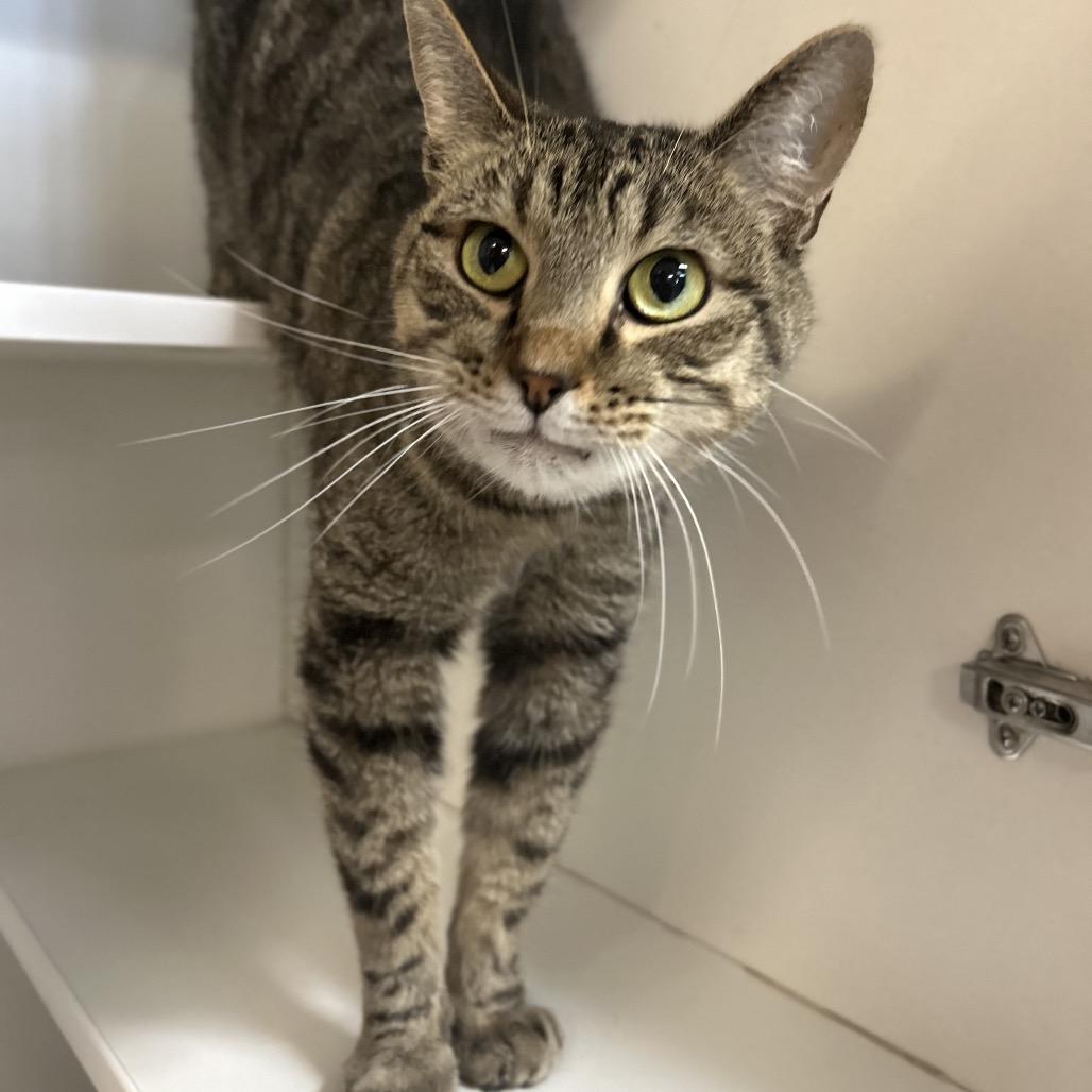 Enlarge Joey, a Adoptable Domestic Short Hair in Troy, IL image 1/2