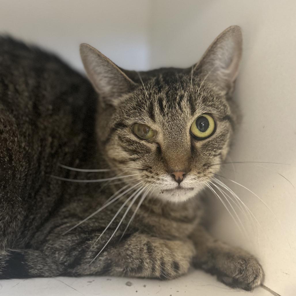 Enlarge Joey, a Adoptable Domestic Short Hair in Troy, IL image 2/2