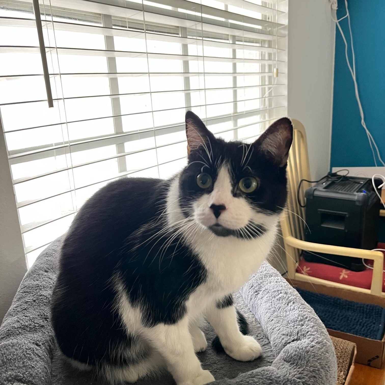 Enlarge Armani ~ Foster or Adopter needed, a ADOPTABLE American Shorthair in Avon Park, FL image 3/5