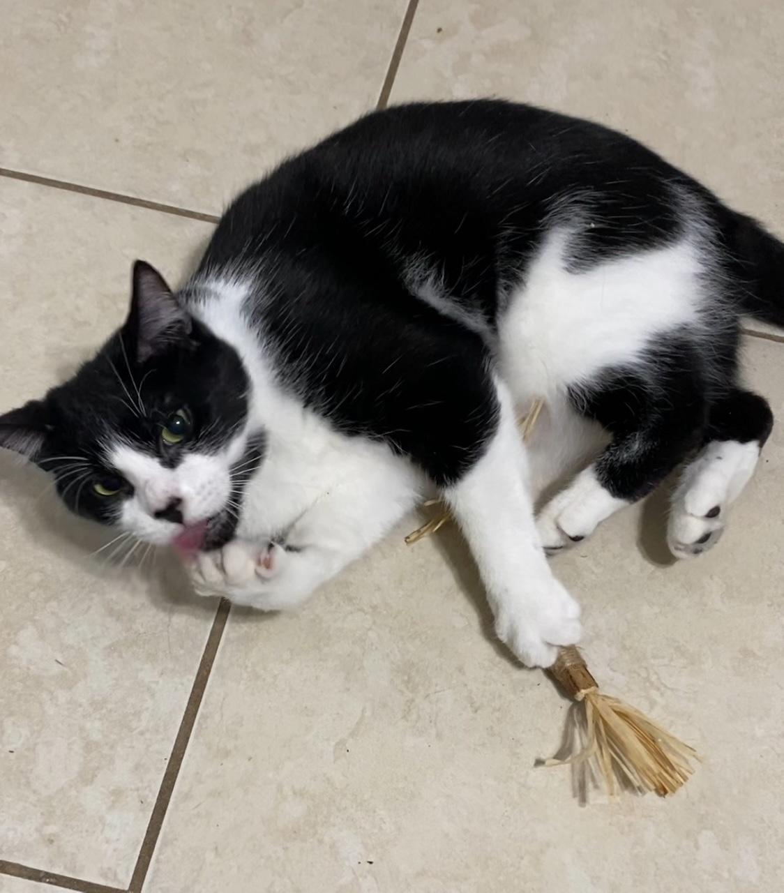 Enlarge Armani ~ Foster or Adopter needed, a ADOPTABLE American Shorthair in Avon Park, FL image 4/5