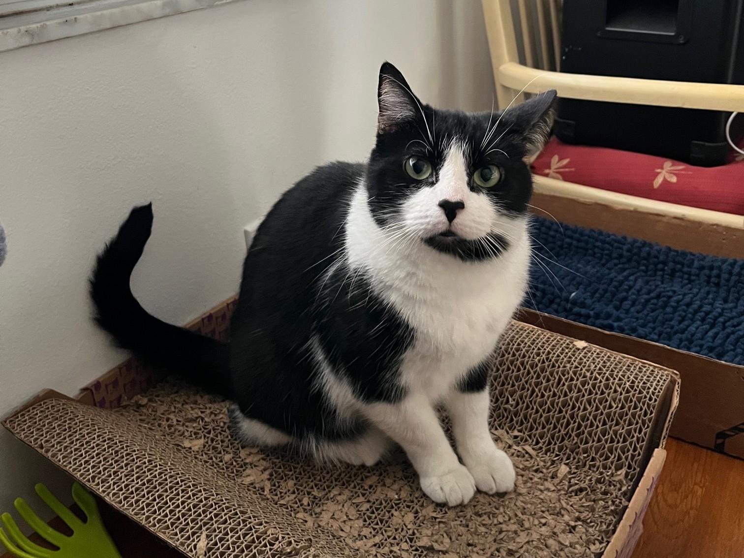 Enlarge Armani ~ Foster or Adopter needed, a ADOPTABLE American Shorthair in Avon Park, FL image 1/5