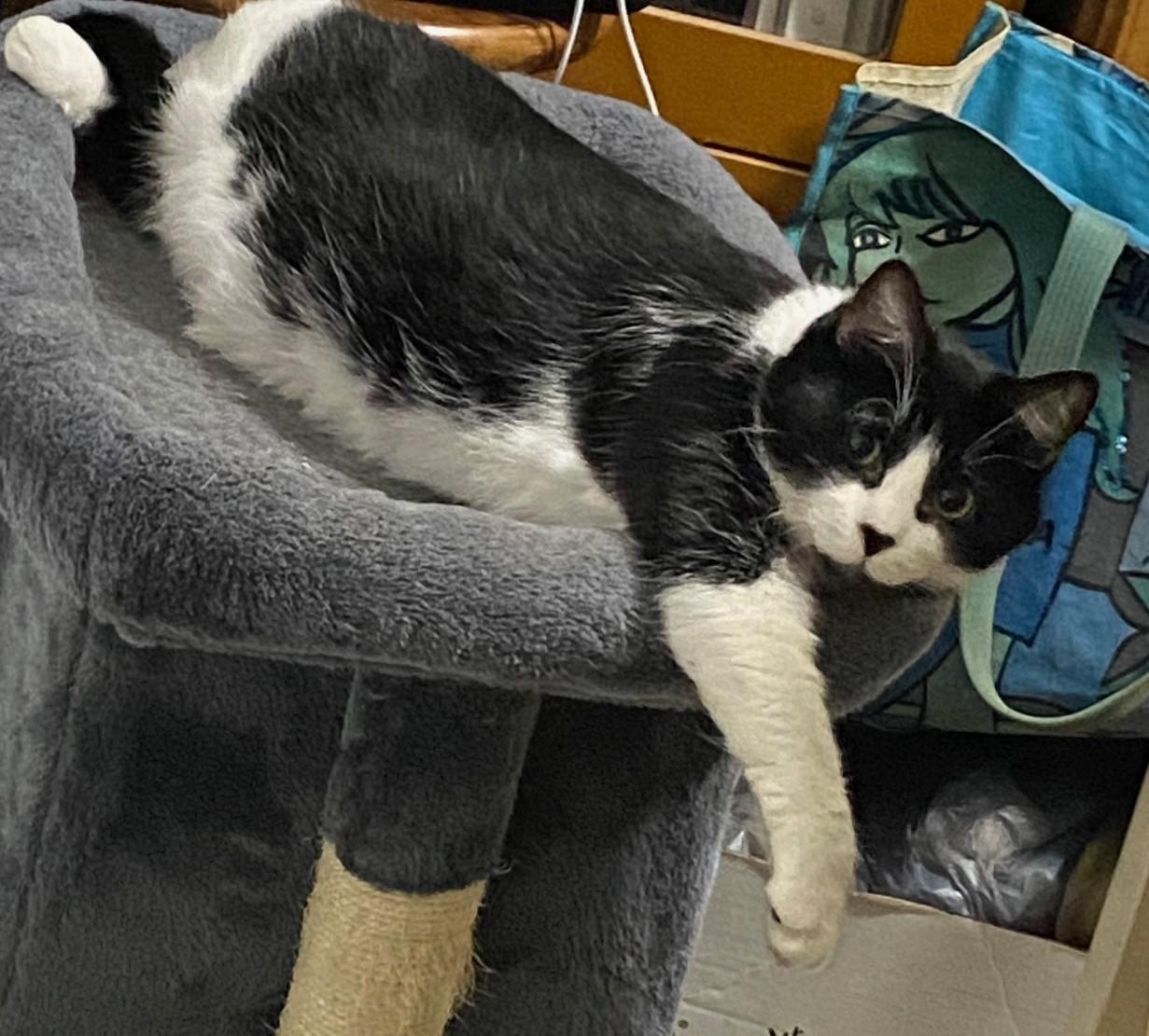 Enlarge Armani ~ Foster or Adopter needed, a ADOPTABLE American Shorthair in Avon Park, FL image 2/5