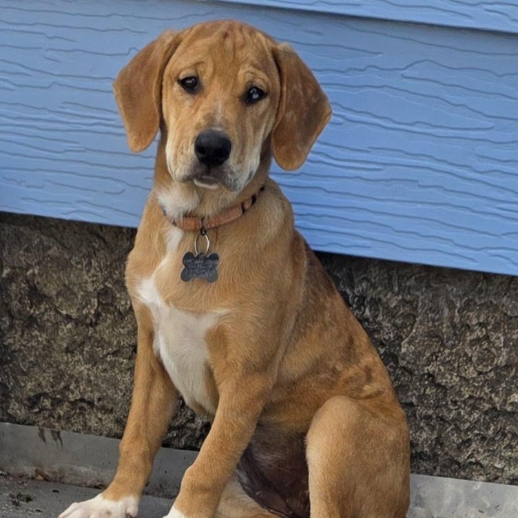 Enlarge Sox, a Adopted mixed breed in Albany, NY image 1/5