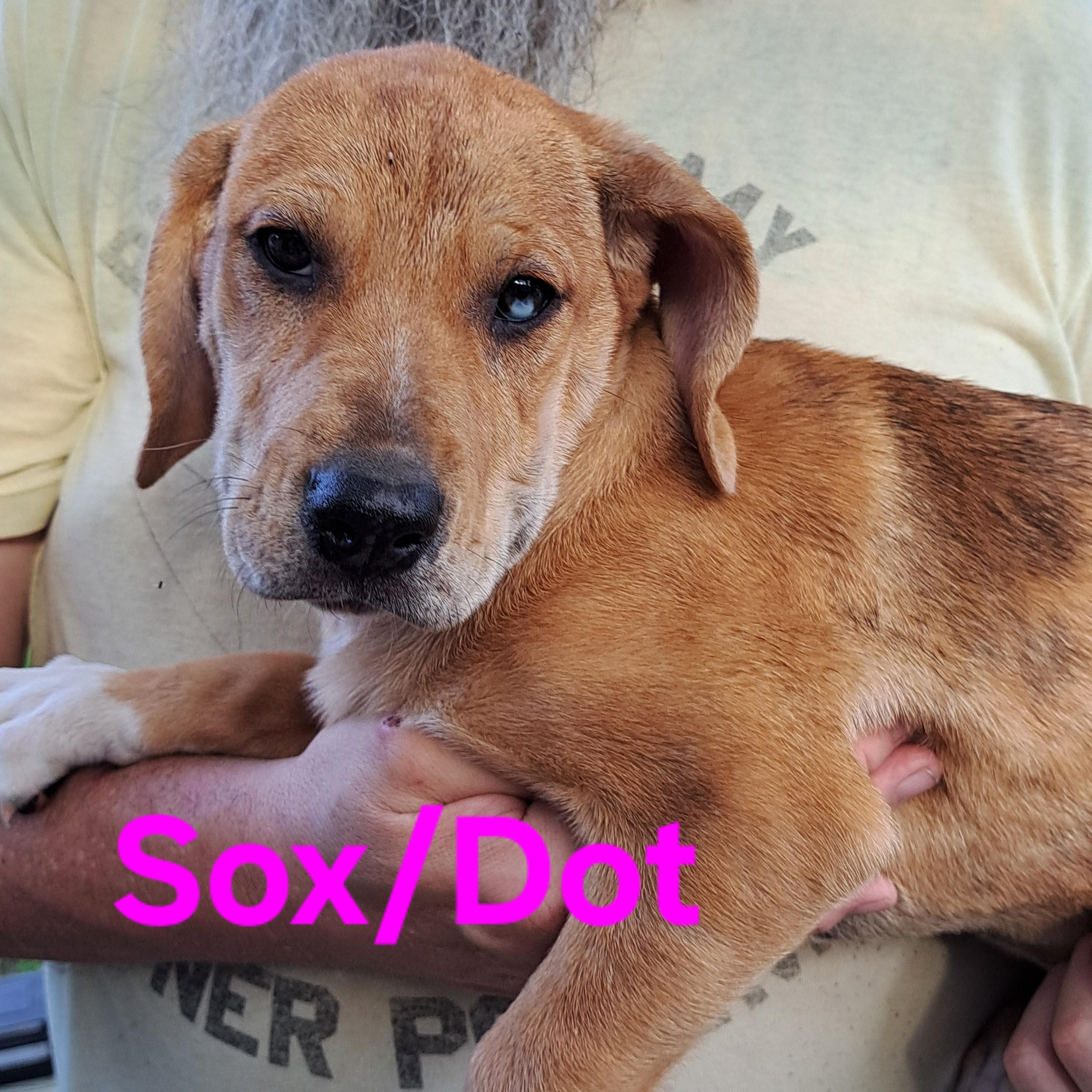 Enlarge Sox, a Adopted mixed breed in Albany, NY image 5/5