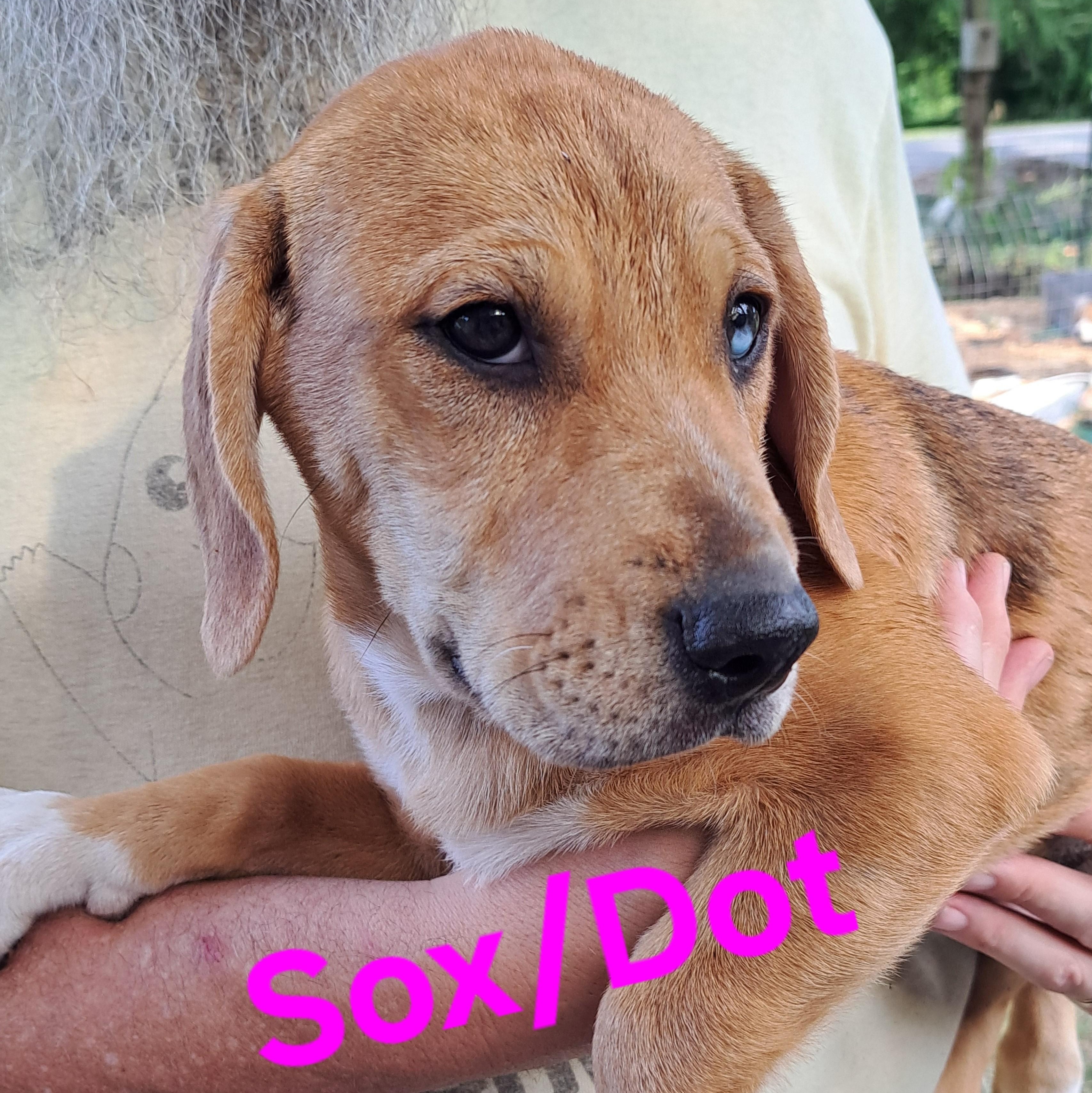 Enlarge Sox, a Adopted mixed breed in Albany, NY image 4/5