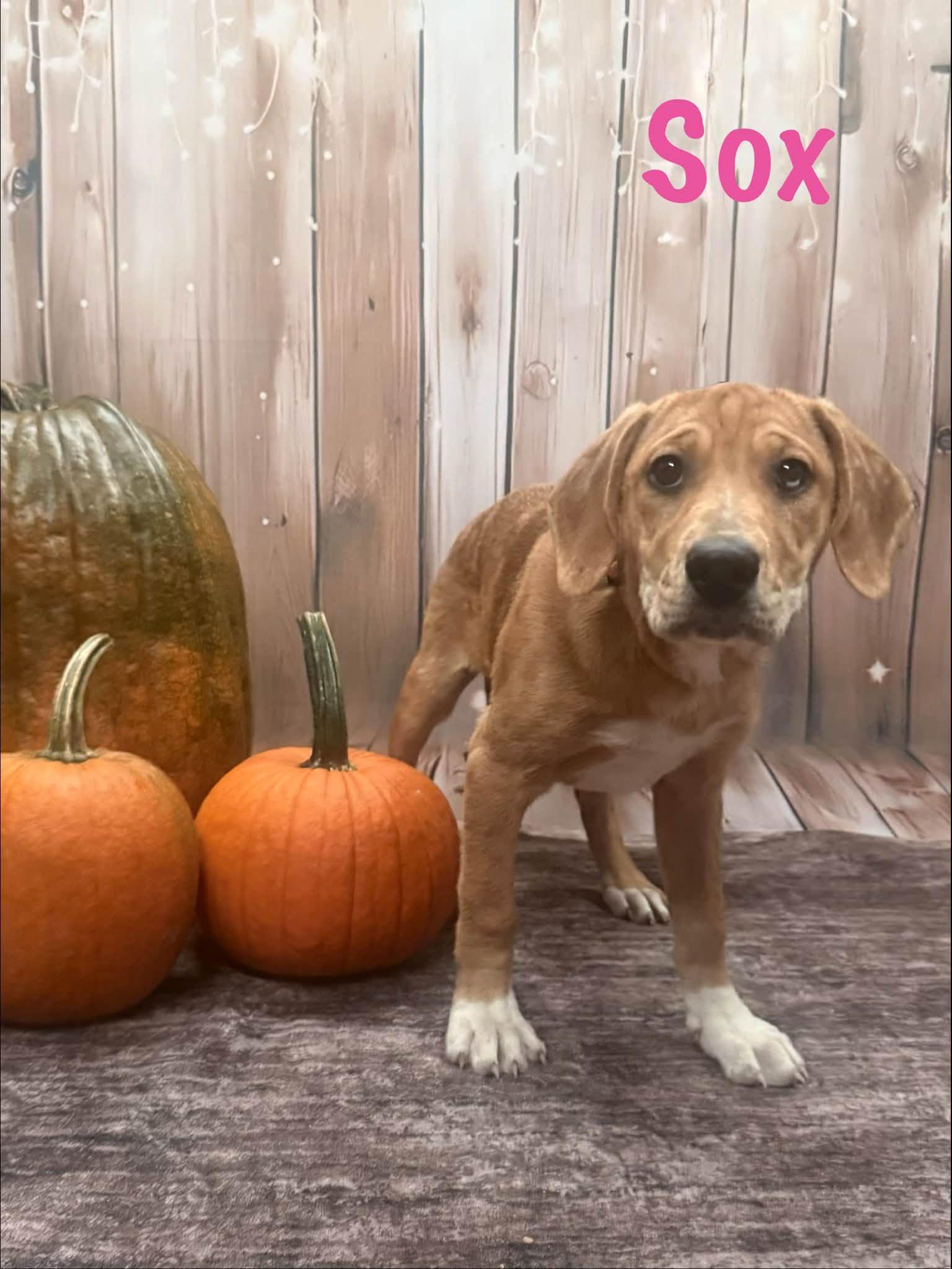 Enlarge Sox, a Adopted mixed breed in Albany, NY image 3/5